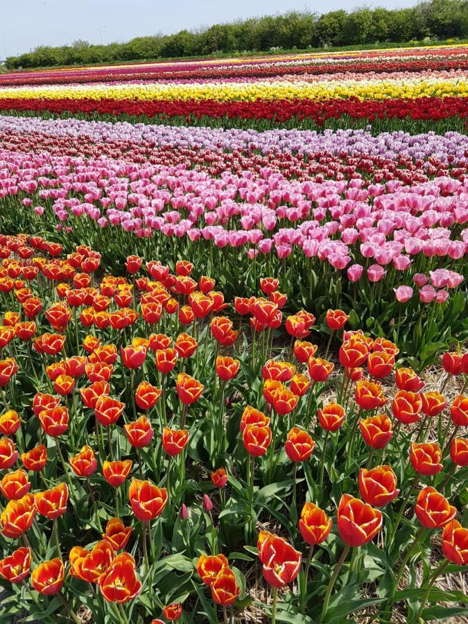 Romantisch Huisje Nabij Het Strand Met Uitzicht Op De Tulpenvelden Julianadorp Luaran gambar