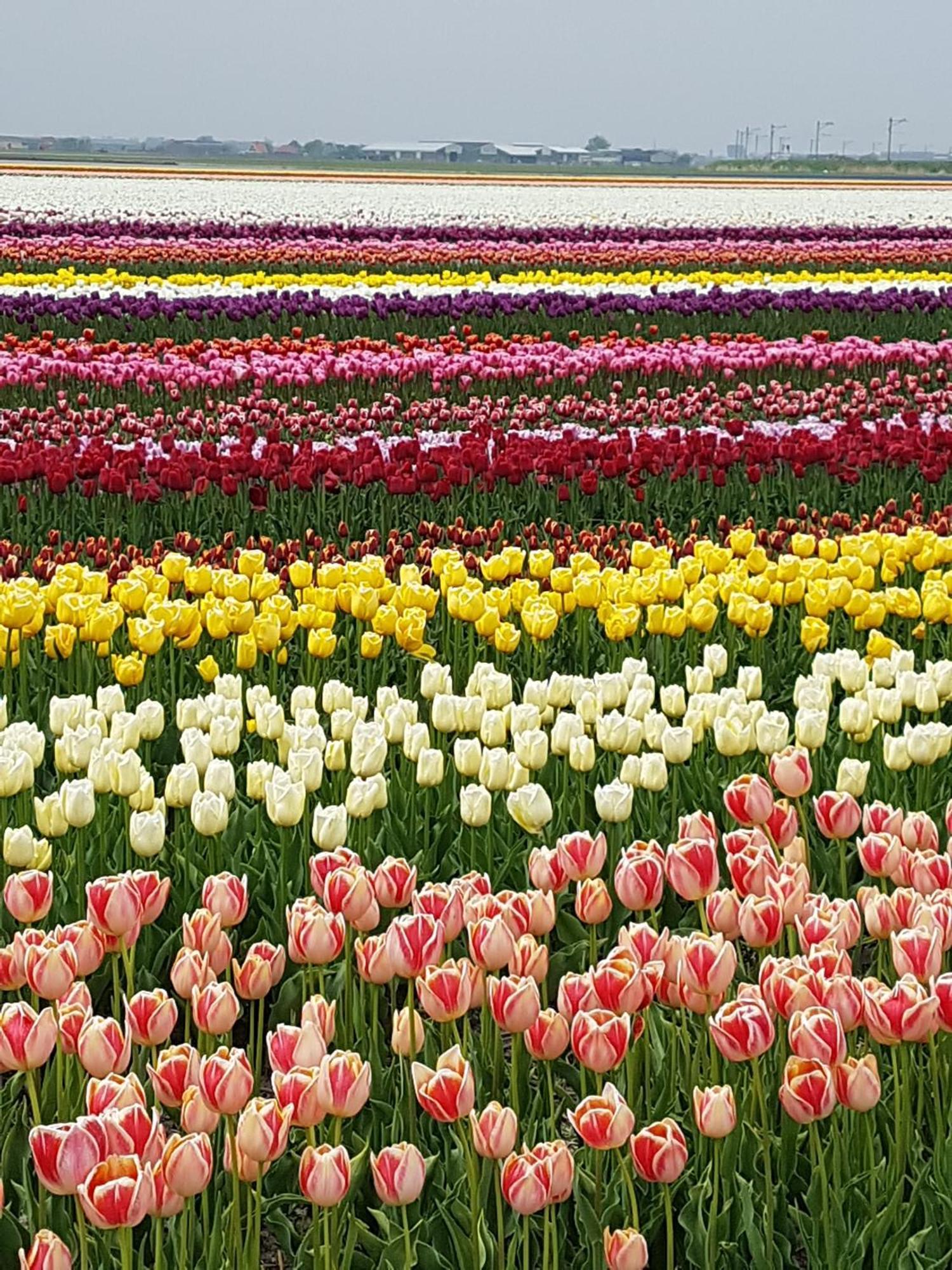 Romantisch Huisje Nabij Het Strand Met Uitzicht Op De Tulpenvelden Julianadorp Luaran gambar