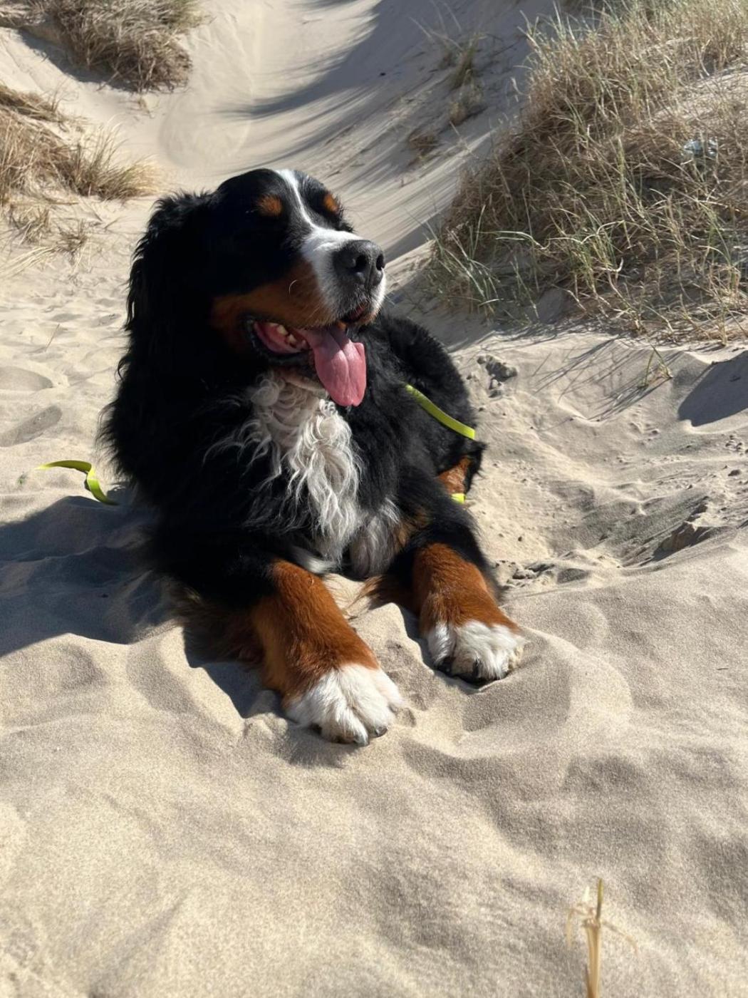 Romantisch Huisje Nabij Het Strand Met Uitzicht Op De Tulpenvelden Julianadorp Luaran gambar
